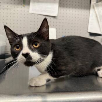 Mazda -  Domestic Short Hair Cat for Adoption in Spokane, Washington - Mazda | PetCurious