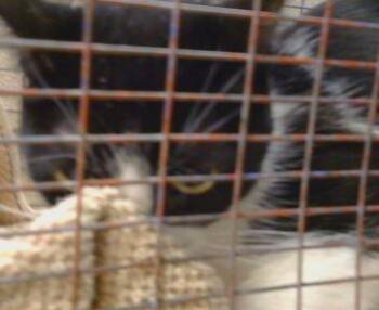 PATTI (GARDEN CAT) -  Domestic Short Hair Cat for Adoption in Sacramento, California - PATTI (GARDEN CAT) | PetCurious