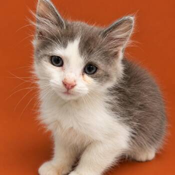 Lock -  Domestic Long Hair Cat for Adoption in Concord, North Carolina - Lock | PetCurious