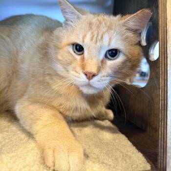 Scarface  -  Domestic Short Hair Cat Available for Adoption in Bellmawr, New Jersey - Scarface  | PetCurious