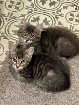 Rescue Domestic Long Hair Cats for Adoption in East Hanover, New Jersey - Steel And Sterling | PetCurious