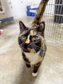 Tortoiseshell Cats Available for Adoption in Sanford, North Carolina - Sushi | PetCurious