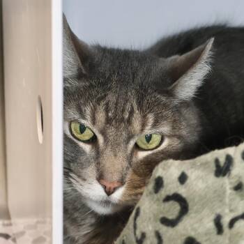Tabby and Domestic Short Hair Cats Available for Adoption - Murray | PetCurious
