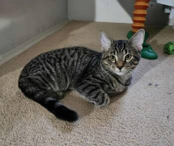 Rescue Tabby Cats for Adoption in Delhi, Ontario - IZUMI | PetCurious
