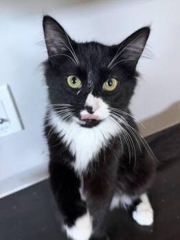Bruce Wayne -  Domestic Medium Hair Cat for Adoption in Glendale, Arizona - Bruce Wayne | PetCurious