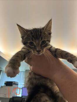 Latte -  Domestic Short Hair Cat for Adoption in Caro, Michigan - Latte | PetCurious
