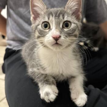 Livia -  Domestic Short Hair Cat for Adoption in Andover, Connecticut - Livia | PetCurious