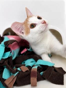 Little Egg -  Domestic Short Hair Cat for Adoption in Plano, Texas - Little Egg | PetCurious