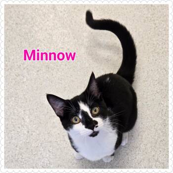 Rescue Domestic Short Hair Cats for Adoption in North Saint Paul, Minnesota - Minnow | PetCurious