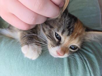 Calypso -  Domestic Long Hair Cat for Adoption in Buford, Georgia - Calypso | PetCurious