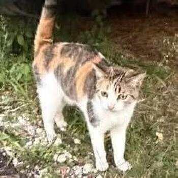 Cali C12049 -  Domestic Short Hair Cat for Adoption - Cali C12049 | PetCurious