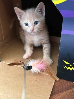 Nugget -  Domestic Short Hair Cat for Adoption in Ephrata, Washington - Nugget | PetCurious