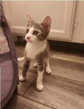 Chive -  Domestic Short Hair Cat for Adoption in Fort Collins, Colorado - Chive | PetCurious