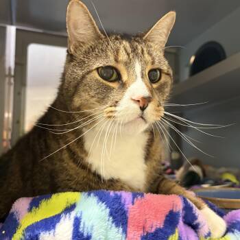 Buddy -  Domestic Short Hair Cat for Adoption in Peconic, New York - Buddy | PetCurious
