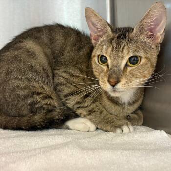Honey Lemon -  Domestic Short Hair Cat for Adoption in Englewood, Florida - Honey Lemon | PetCurious