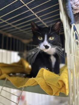 Domestic Short Hair Cats Available for Adoption in Waveland, Indiana - Marshmallow | PetCurious