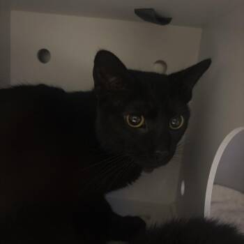 Domestic Short Hair Cats Available for Adoption in Bristol, Indiana - Edwin | PetCurious