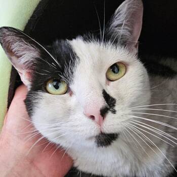 Marie -  Domestic Medium Hair Cat Available for Adoption - Marie | PetCurious