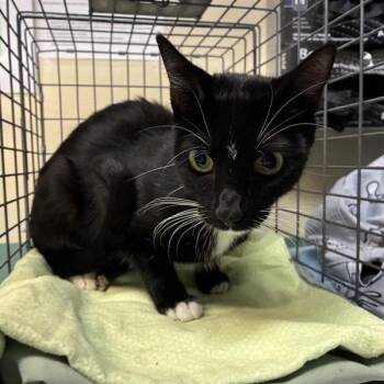 Keke -  Domestic Short Hair Cat for Adoption in Pasadena, California - Keke | PetCurious