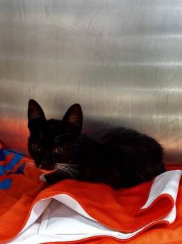 A053488 -  Domestic Short Hair Cat for Adoption in Alameda, California - A053488 | PetCurious