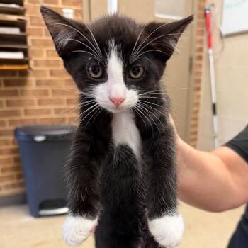 Cinder -  Domestic Short Hair Cat for Adoption in Birmingham, Alabama - Cinder | PetCurious