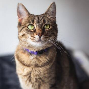 Pajama -  Domestic Short Hair Cat for Adoption in Evanston, Illinois - Pajama | PetCurious