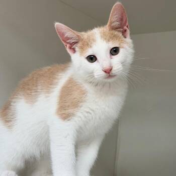 Sailor Pluto -  Domestic Short Hair Cat for Adoption in Champaign, Illinois - Sailor Pluto | PetCurious