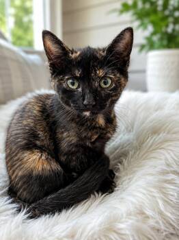 Dory -  Domestic Short Hair Cat for Adoption in Chattanooga, Tennessee - Dory | PetCurious
