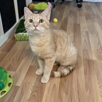 Domestic Short Hair Cats Available for Adoption in Plano, Texas - HERBIE - THE PURRING PLAY-MACHINE | PetCurious