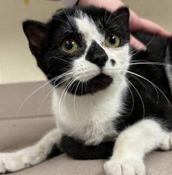 Domestic Short Hair Cats Available for Adoption in Salisbury, Maryland - Kinkajou | PetCurious