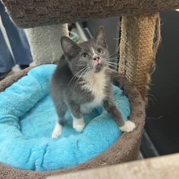 Biscuit -  Domestic Short Hair Cat for Adoption in Palmetto, Florida - Biscuit | PetCurious