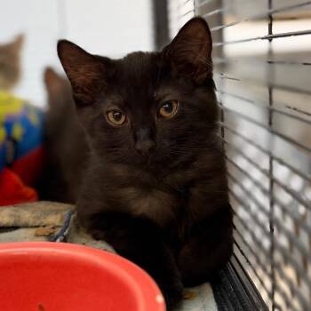 Cedar -  Domestic Medium Hair Cat for Adoption in Portage, Michigan - Cedar | PetCurious