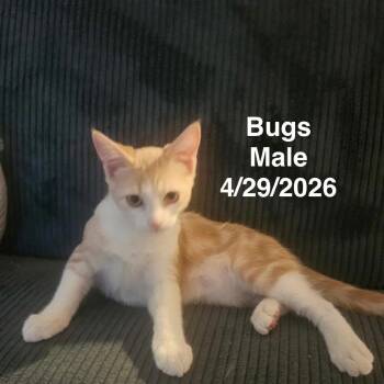 Bugs -  Domestic Short Hair Cat for Adoption in League City, Texas - Bugs | PetCurious