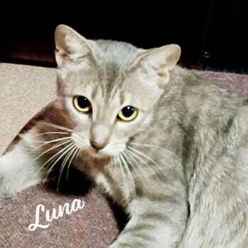 Luna #begs-for-kisses -  Tabby and Domestic Short Hair Cat for Adoption in Houston, Texas - Luna #begs-for-kisses | PetCurious