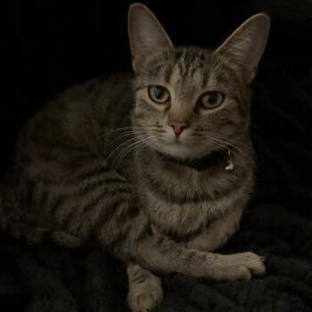 Domestic Short Hair Cats Available for Adoption in Roanoke, Virginia - Kyra | PetCurious