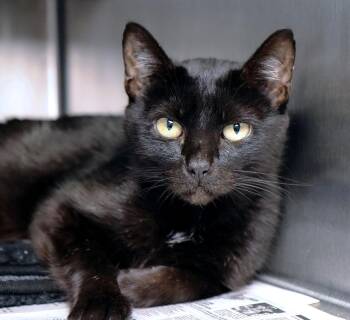 Mavis (AO37848) -  Domestic Short Hair Cat for Adoption in Kansas City, Kansas - Mavis (AO37848) | PetCurious
