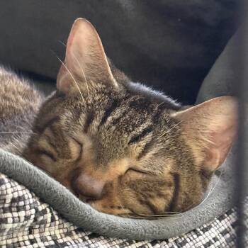 Rescue Domestic Short Hair Cats for Adoption in Titusville, Florida - Biker | PetCurious