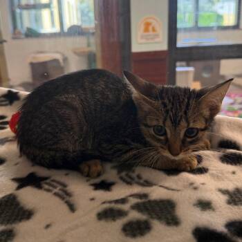 Cookie -  Domestic Short Hair Cat for Adoption in West Palm Beach, Florida - Cookie | PetCurious