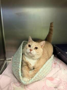 Bones -  Domestic Short Hair Cat for Adoption in Amherst, Virginia - Bones | PetCurious