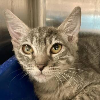 Rescue Domestic Short Hair Cats for Adoption in Palm Springs, California - Mia | PetCurious