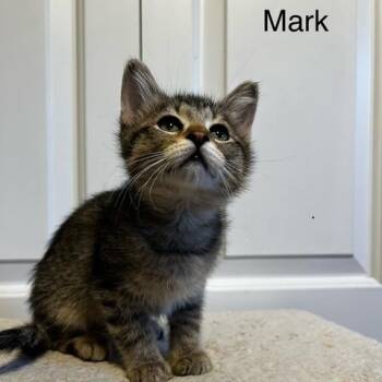 Mark Kelley -  Domestic Short Hair and Tabby Cat for Adoption in Morrison, Colorado - Mark Kelley | PetCurious