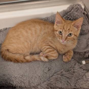 Sonny -  Domestic Short Hair Cat for Adoption in Raleigh, North Carolina - Sonny | PetCurious