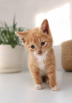 Simba -  Domestic Short Hair Cat for Adoption in North Babylon, New York - Simba | PetCurious