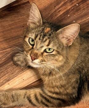Rescue Domestic Short Hair Cats for Adoption in Albuquerque, New Mexico - Pancake | PetCurious