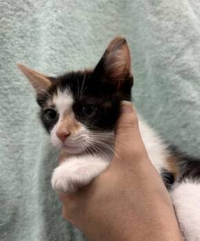 Tatyana Ali -  Domestic Short Hair Cat for Adoption in Honolulu, Hawaii - Tatyana Ali | PetCurious