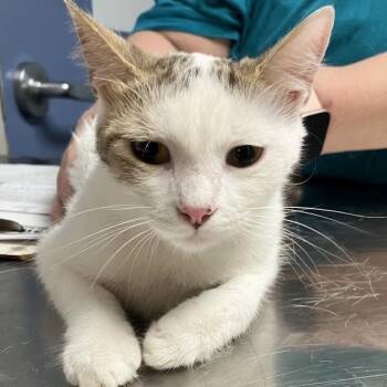 Princess Cinnamon -  Domestic Short Hair Cat for Adoption in Dekalb, Illinois - Princess Cinnamon | PetCurious