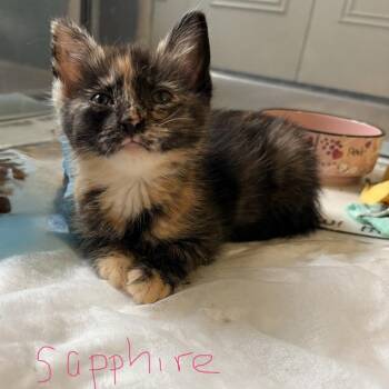 Sapphire -  Domestic Short Hair Cat for Adoption in Bel Air, Maryland - Sapphire | PetCurious