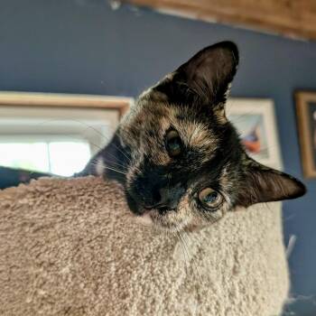 Lark -  Tortoiseshell Cat for Adoption in Albany, New York - Lark | PetCurious