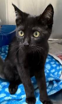 Spiderman -  Domestic Short Hair Cat for Adoption in Wilkesboro, North Carolina - Spiderman | PetCurious