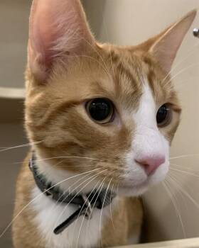 JEFF THE AMIGO -  Domestic Short Hair Cat for Adoption in Colorado Springs, Colorado - JEFF THE AMIGO | PetCurious